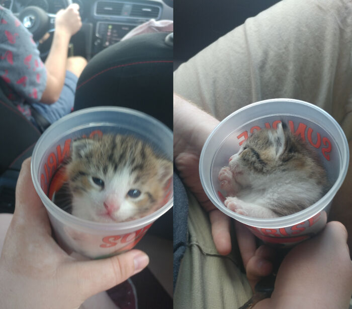 Seriously? Fine. I'll Sleep In The Cup