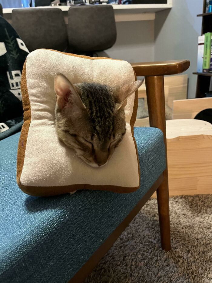 Poor Guy Had Surgery. Now Accepting The Consequences. Toast Of Shame