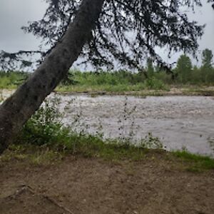 jeannejohnson avatar