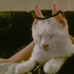 sigrunbrattgjerd avatar