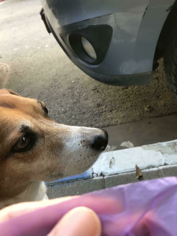 Touch Your Dog's Wet Nose To Easily Separate Poop Bags