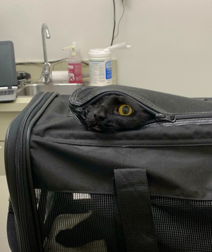 Her First Time At The Vet