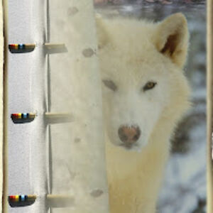 nativeparanormalseekerstonyawhitefawn avatar