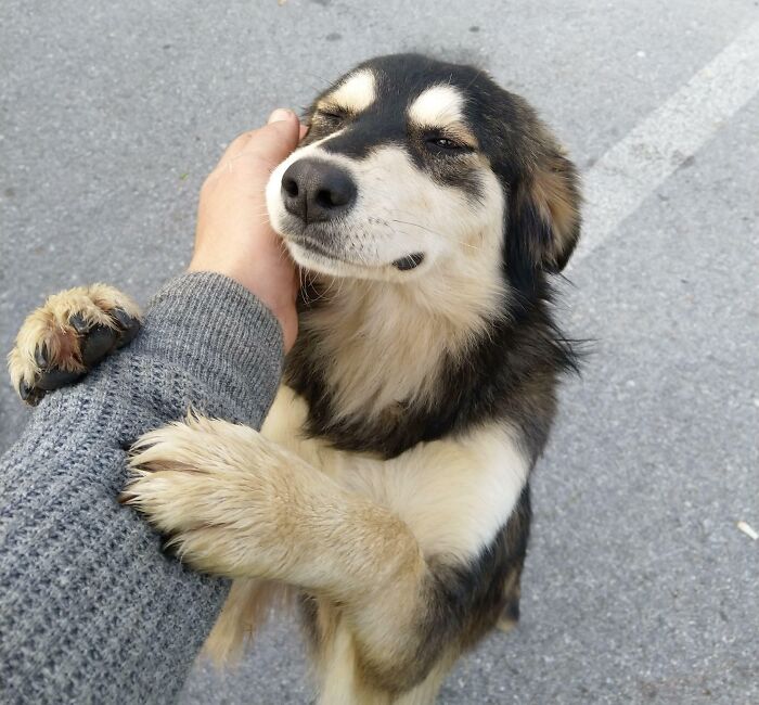 A Dog I Knew In My Last Job. My Job Was To Receive And Redistribute Things Like Food, Medication, Clothing, Blankets And Toys To People Who Need It