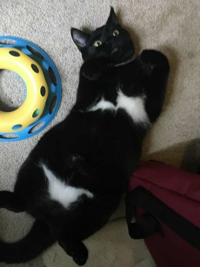 My Cat’s Belly Fur Makes It Look Like She’s Wearing A Bikini