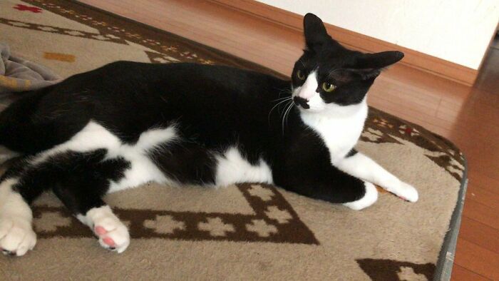 Moustache Airlines Welcome You On Board The Flight 