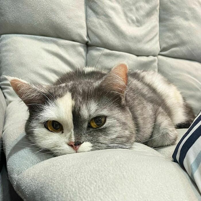 Both Sides Of The Kitten Are Grumpy Today 