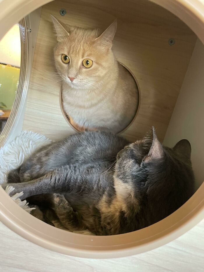 My Cat Looks Like A Deer Trophy Here