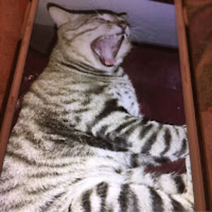 abdulazizaliyoutube avatar