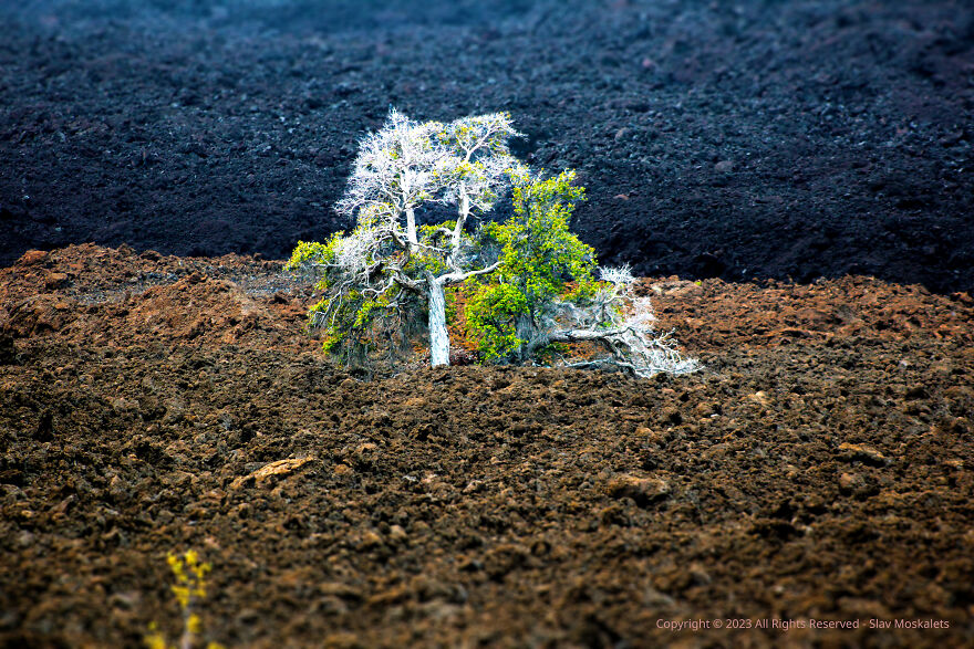 Hawaii Big Island – Tree Of Life – Should We Use A.i. Or Stay With Traditional Photo Editing Methods?