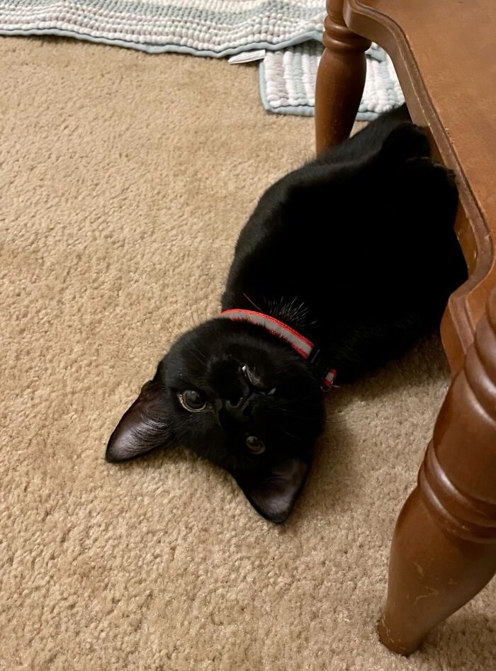 We Adopted This Boy And His Orange Brother Recently. He Hasn’t Sucked Any Blood Yet, But We Expect Soon He Will Start Growing Rapidly…