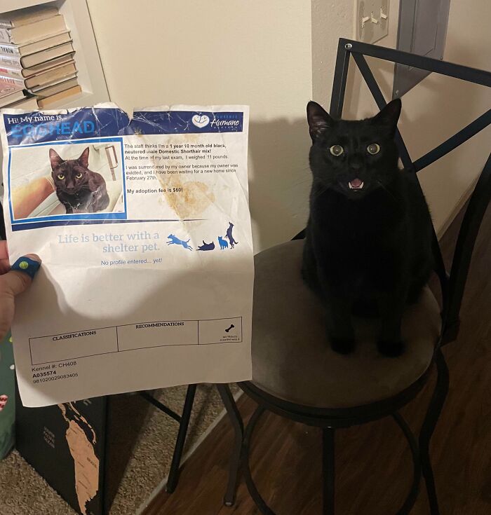 Today I Broke The News To Loki That He Was Adopted And Used To Be Named Egghead. He’s Still In Shock