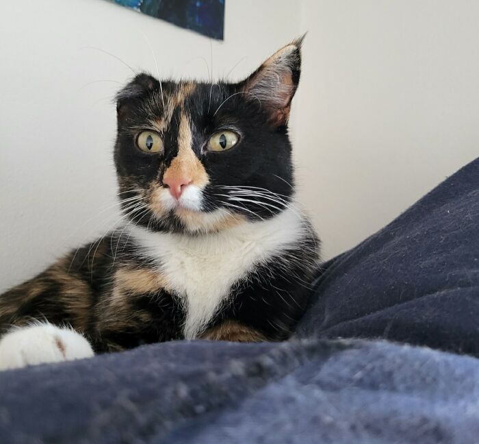 Just Adopted This Sweet One Ear Girl