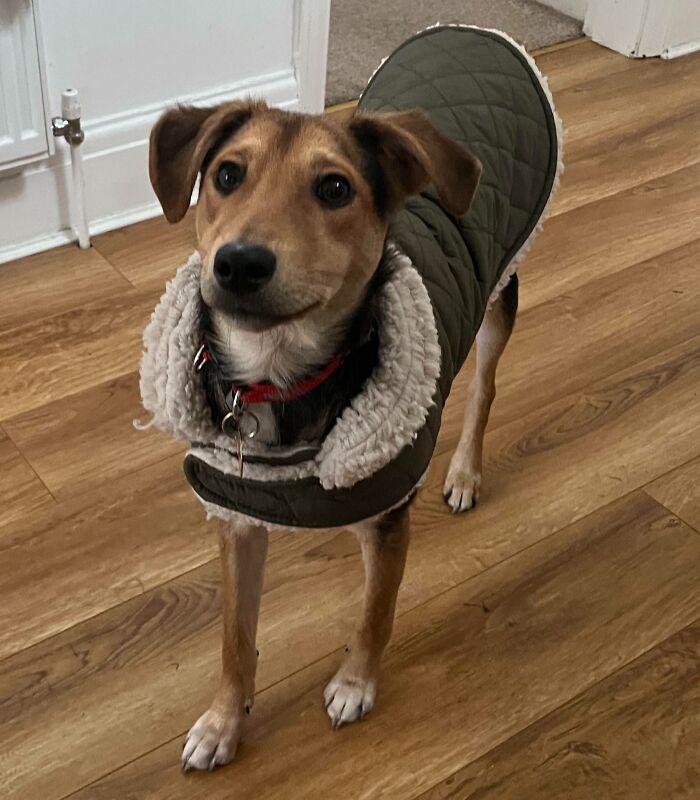 Our New Rescue Pupper. Meet Ruby