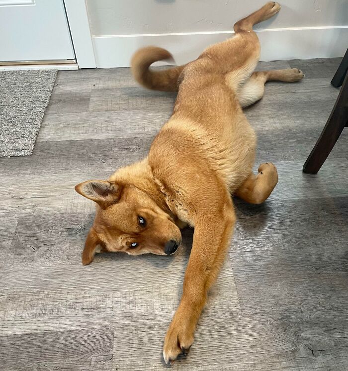 A Few Days After Adopting Her, I Think She's Pretty Comfy Here!