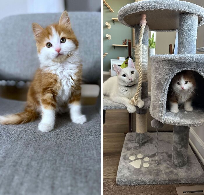 Our One Year Old Cat Is So Spoiled We Adopted A Kitten So He’ll Have Company :) Say Hi To Tito!