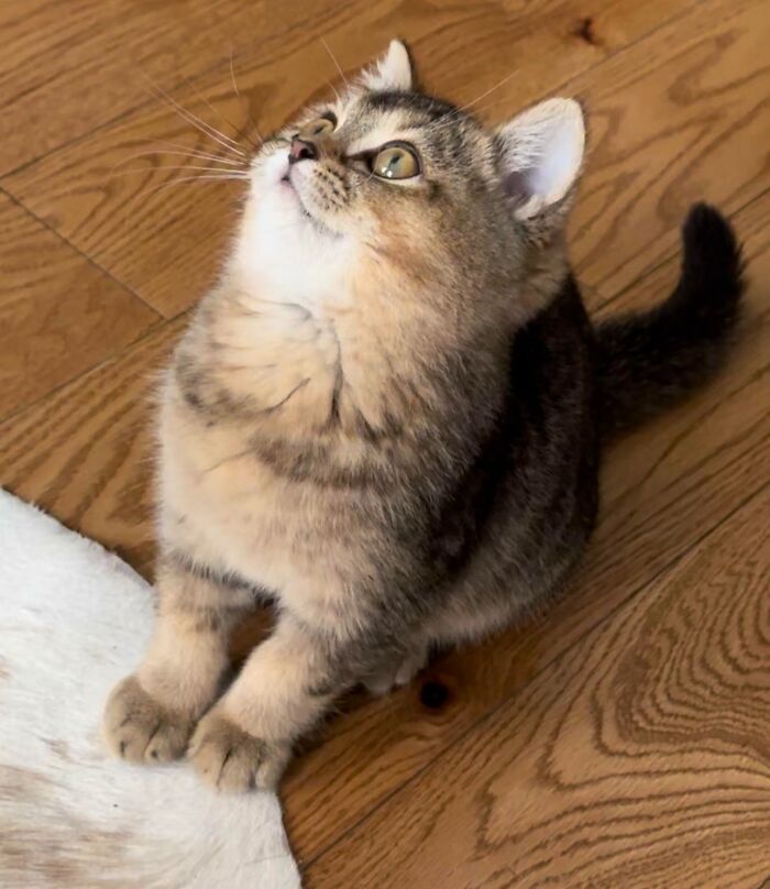 Just Adopted This Derp. Meet Ralph