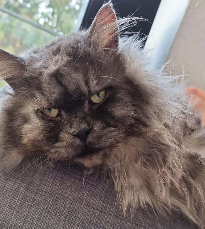 Adopted Him From A Shelter As A Energetic And Sassy Cat, I Have Him Now For 2 Days And He Is Basically Just Cuddling And Sleeping