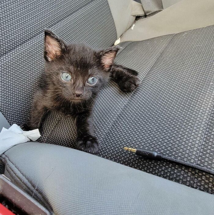 Just Rescued This Little Girl