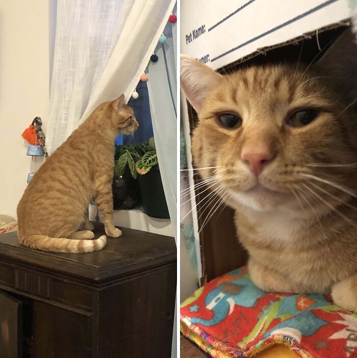 Drove 2 Hours Each Way And Took A Ferry To Adopt This Beefcake From The Animal Shelter