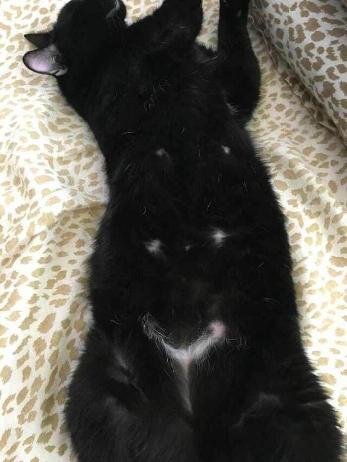 The White Hair On My Cat’s Belly Looks Like A Smiley Face