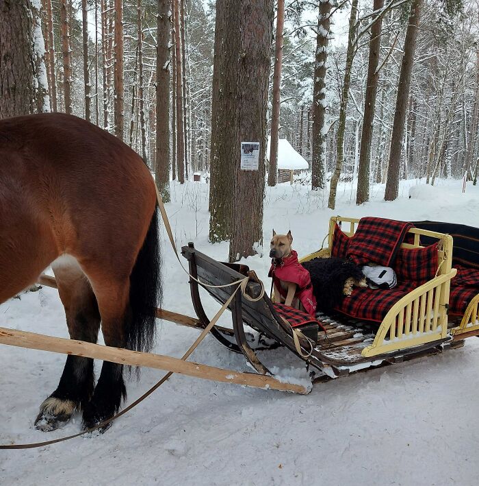 Dogger Enjoying Its Ride