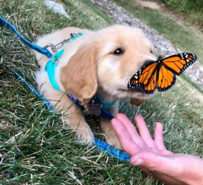 Dog playing with a butterfly