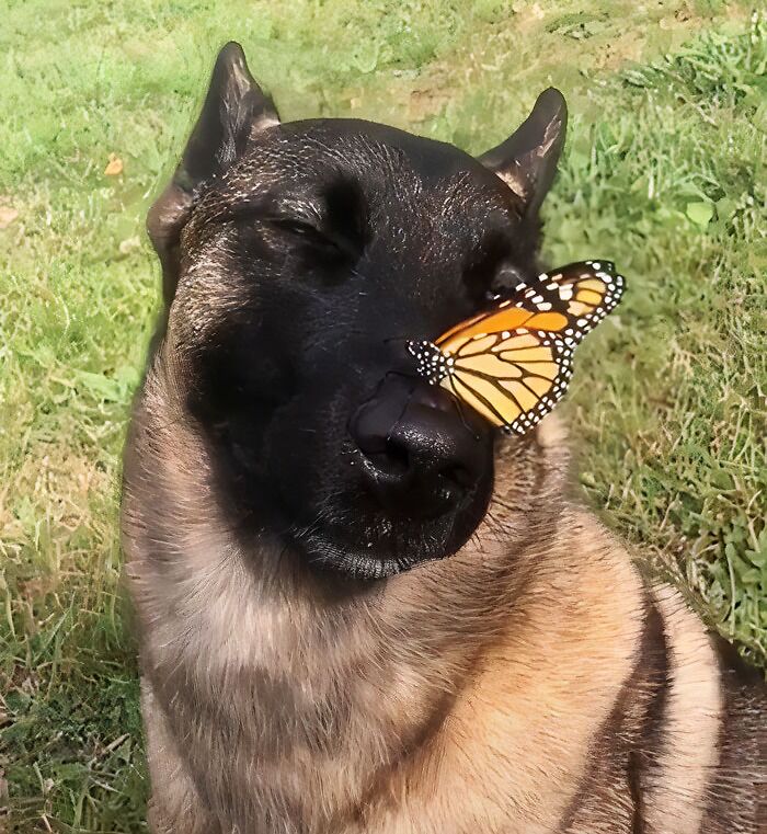 Dog with butterfly on his nose