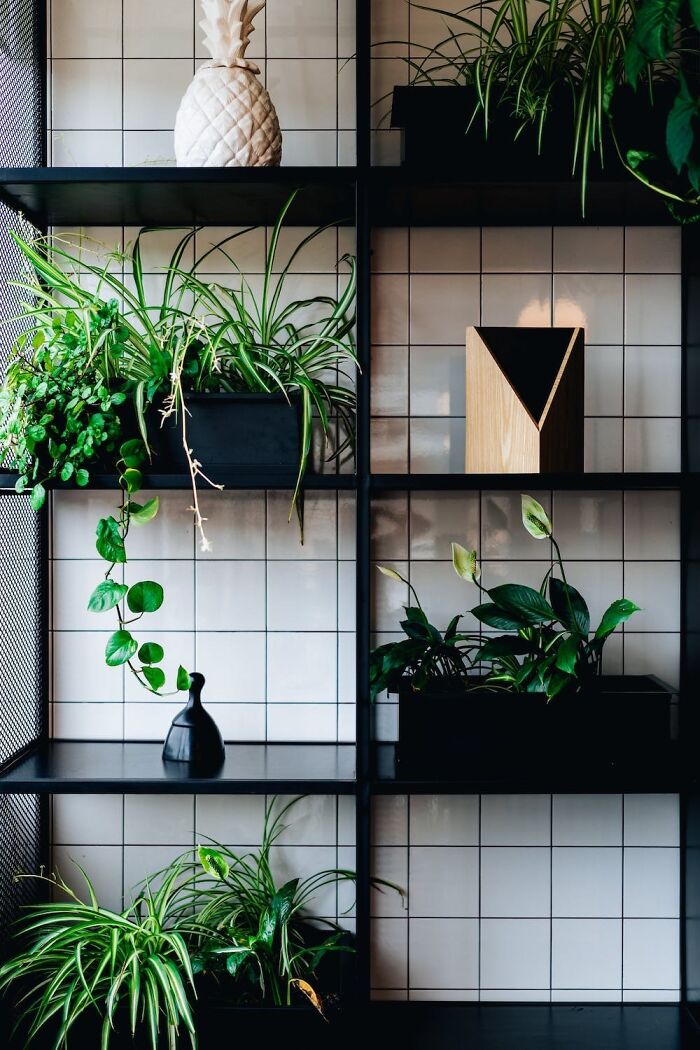 Houseplants on a grid-style shelf providing stylish home organization ideas.