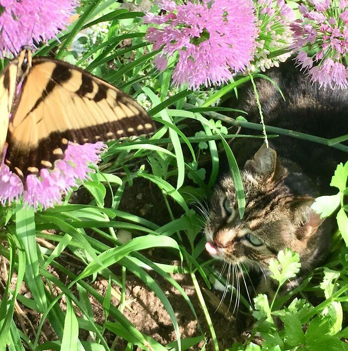 Cat looking at a butterfly