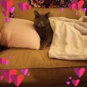 sandrawolfe52020 avatar