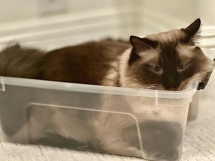 His Majesty, King Cookie. (Occasionally Known As Cookie Monster)