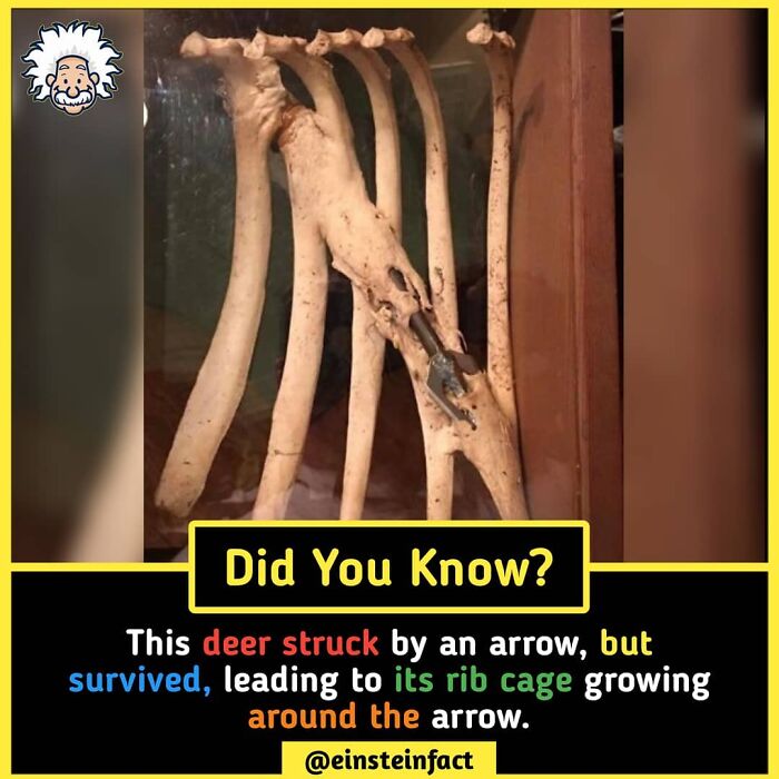 Interesting-Facts-Einsteinfact