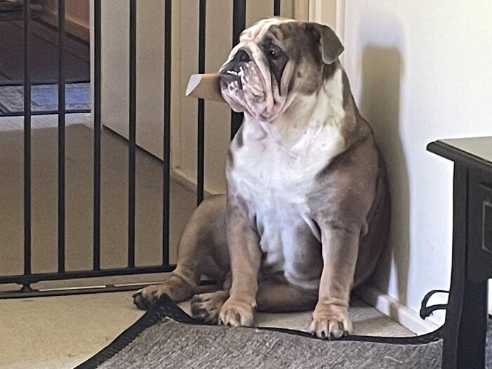 Just Sitting In The Corner Sucking On A Toilet Roll Looking Out The Door