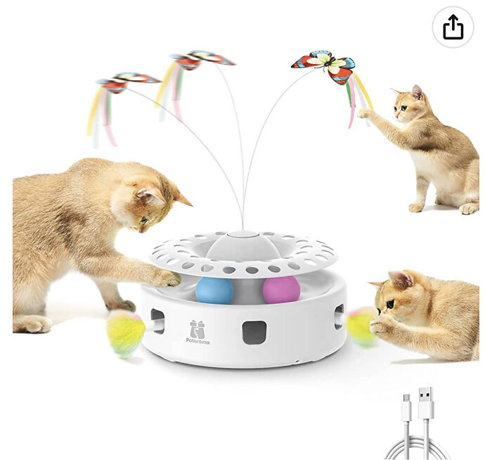 I Want A Tiny Magic Cat!!!