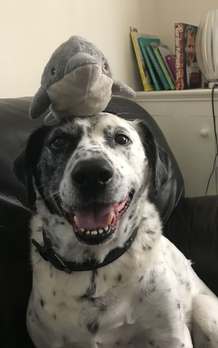 Harvey Loves His Dolphin