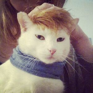 kathleensuileabhain avatar