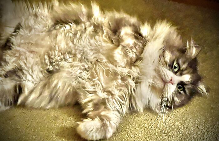 A Fluffy Fury & Fat Floof!!! Kittysue