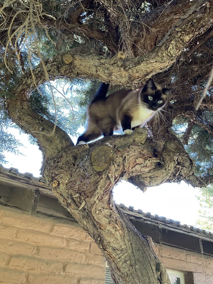 Haru, Who I Lost A Month Ago Just Shy Of Her Fourth Birthday