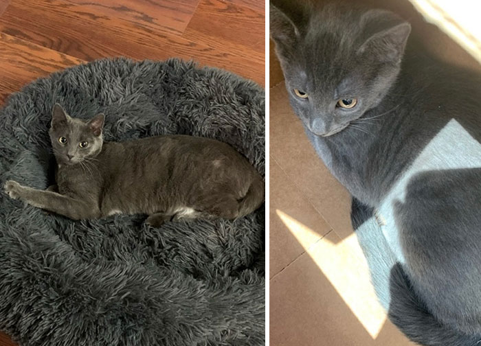 Left: Evan Stealing My Dogs Bed Last Week Right: Evan The Day I Found Him 6/11/22