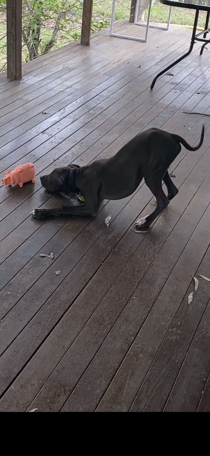 He Does This With Every New Toy He Gets