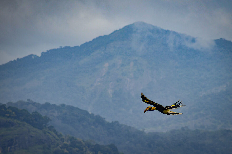 I Took Unique Photos Of Great Hornbills In India (8 Pics)