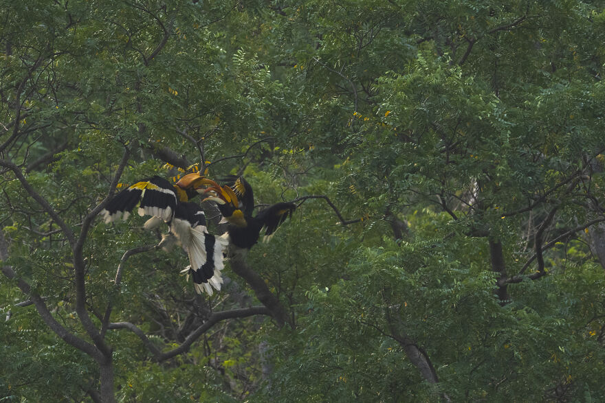 I Took Unique Photos Of Great Hornbills In India (8 Pics)