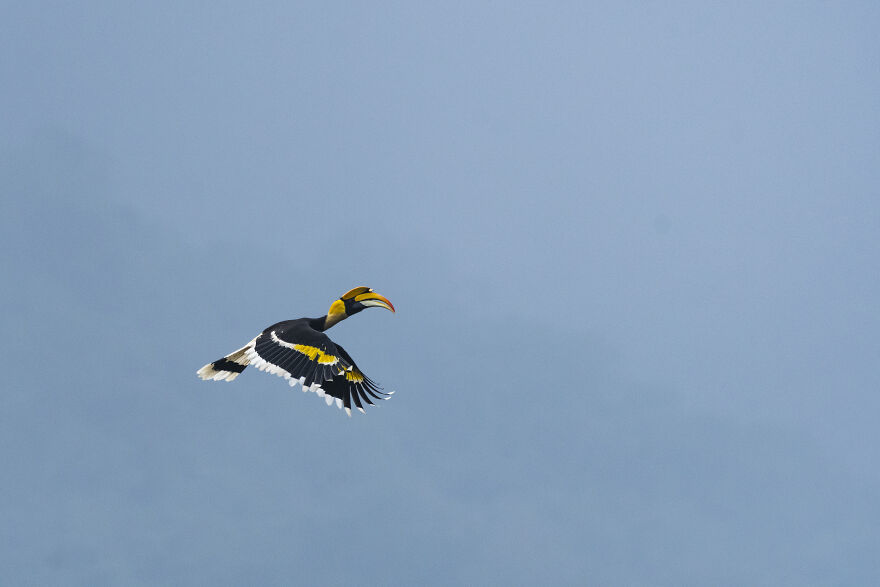 I Took Unique Photos Of Great Hornbills In India (8 Pics)