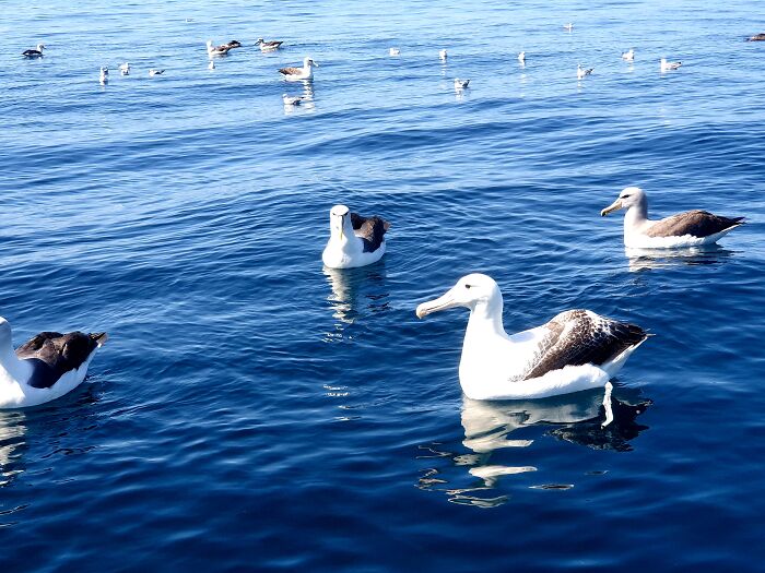Albatross, Stewart Island