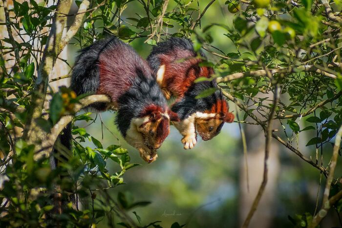 Amazing Pictures Of Valentines Day Celebration By Animals And Birds
