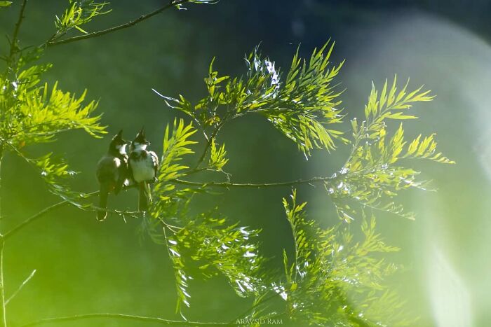 Amazing Pictures Of Valentines Day Celebration By Animals And Birds