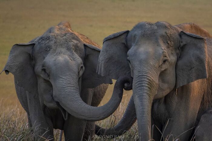 Amazing Pictures Of Valentines Day Celebration By Animals And Birds