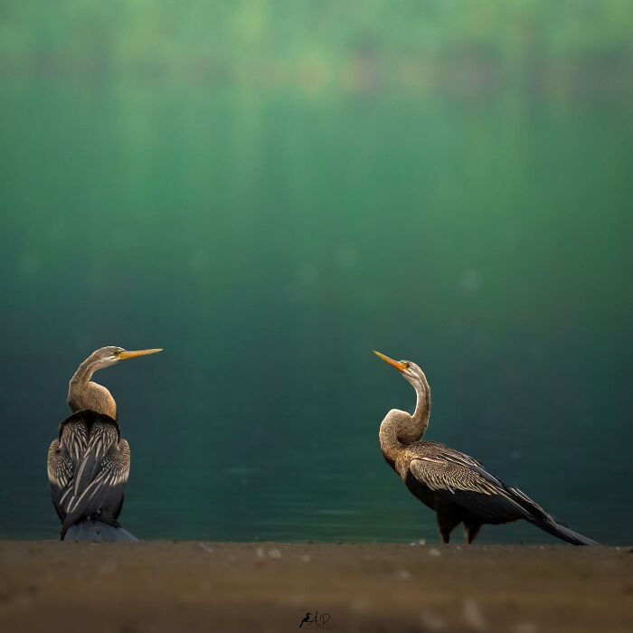 Amazing Pictures Of Valentines Day Celebration By Animals And Birds