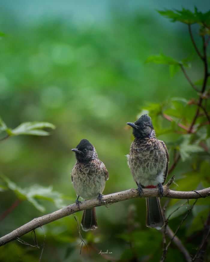 Amazing Pictures Of Valentines Day Celebration By Animals And Birds